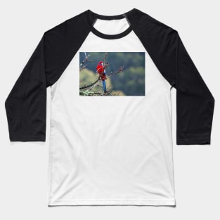 Crimson Rosella Baseball T-Shirt